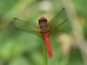Sympetrum illotum (Cardinal Meadowhawk)-4.jpg
